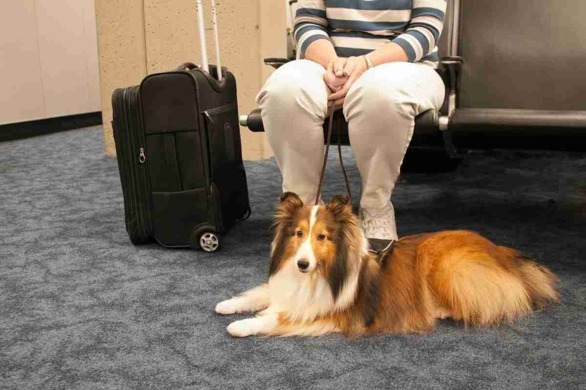 Airlines That Allow Large Dogs In The Cabin Is It Possible Pets 