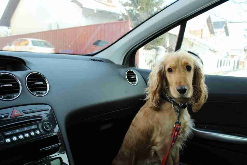 Can Dogs Travel In A Car Footwell Laws Risks And Safer Options can-dogs-travel-in-a-car-footwell-laws-risks-and-safer-options