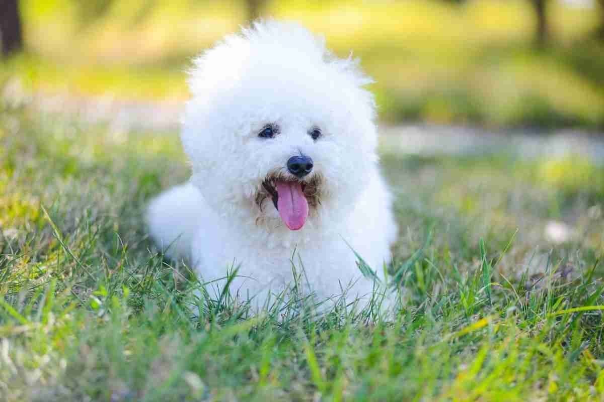 10 Dog Breeds That Fit Under Airplane Seat | Pets Travelog