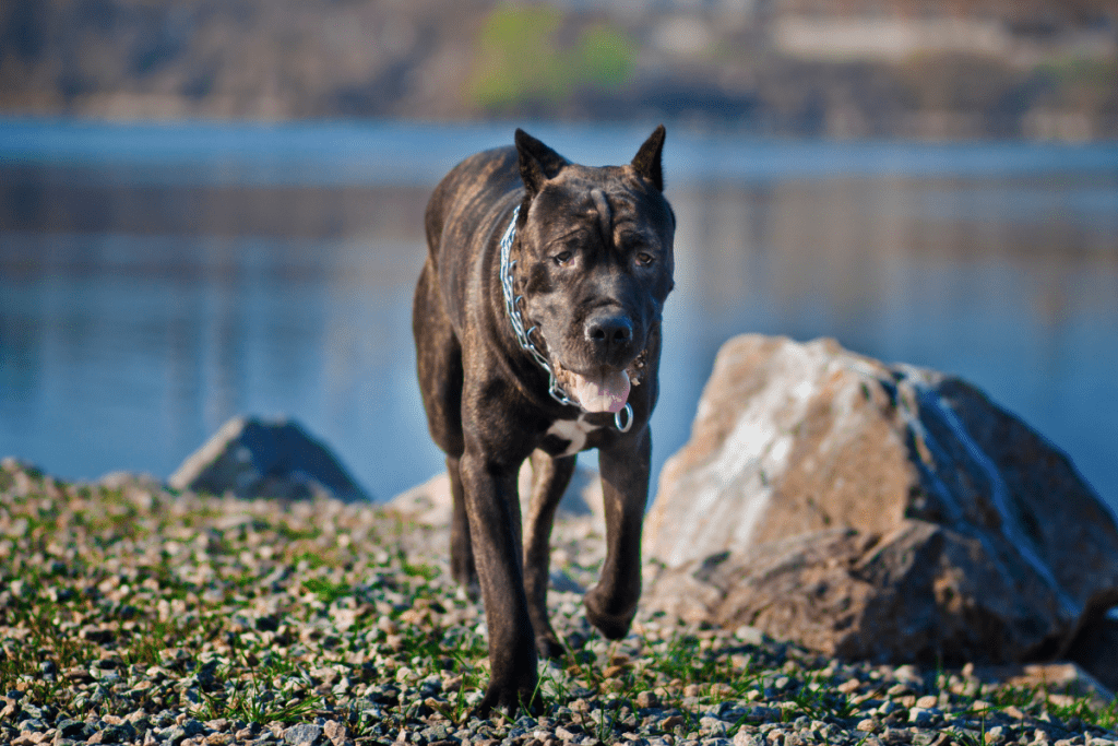 Can I Bring Canned Dog Food on a Plane? A Comprehensive Guide for Pet ...