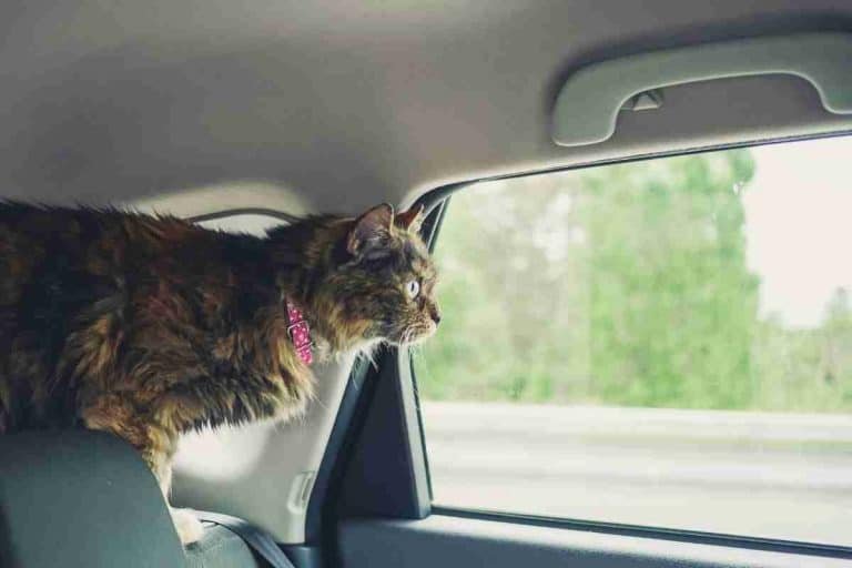 8 Reasons Why Cats Pant In A Car!