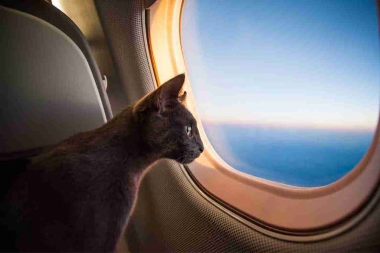 How Do Cats Go To The Bathroom On a Plane?