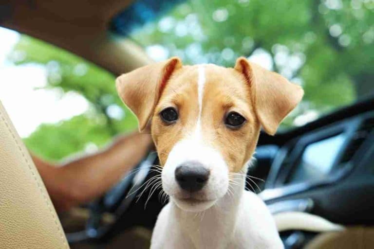 8 Reasons Why A Dog Poops In The Car