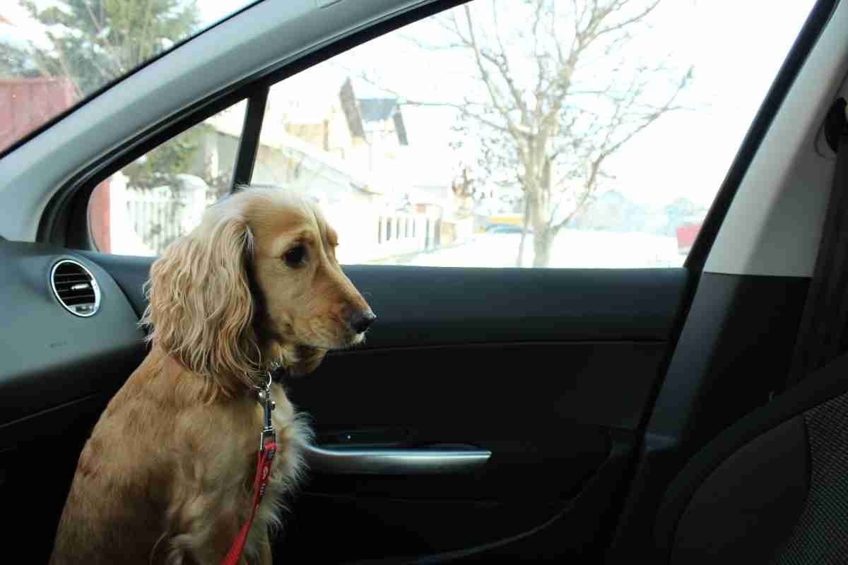 Are Dogs Allowed To Travel In The Footwell Of A Car? Pets Travelog
