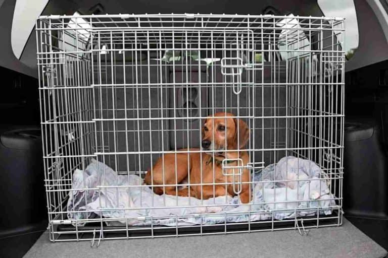 5 Ways To Secure A Dog Crate In A Car