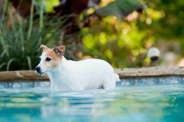Can (And Should) Jack Russells Swim?
