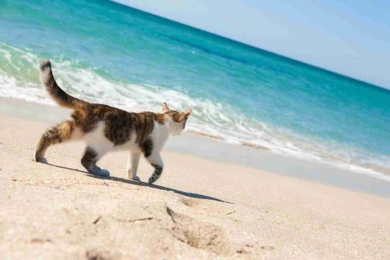 24 Hot Tips For Taking Cats To The Beach