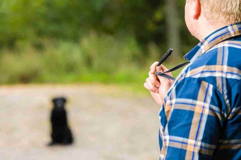 How Far Can Dogs Hear? Distance, Frequency & What Affects Canine ...