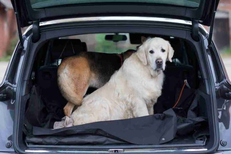 5 Ways To Secure A Dog In The Cargo Area Of SUV?