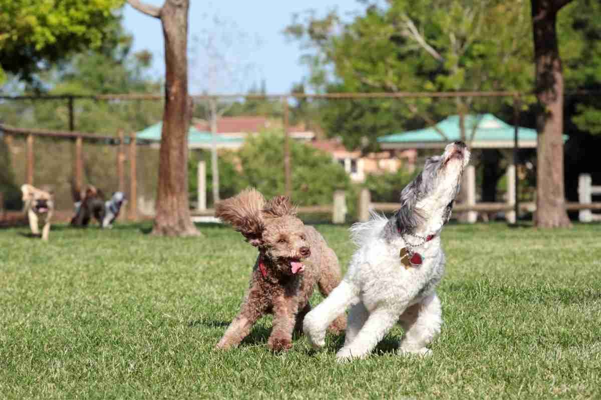 10 Reasons Why Your Dog Won’t Play Fetch Anymore Pets Travelog