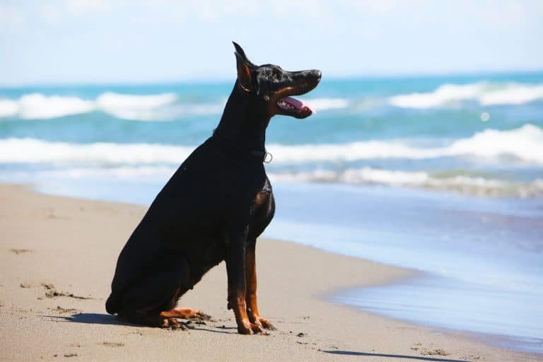 Can Dobermans Swim? (Swimming Safety Tips)