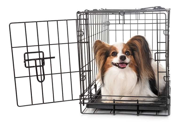 Dogs in crates or dog car seats experience less anxiety
