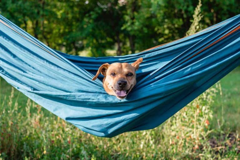 9 Tips for Hammock Camping with Your Dog
