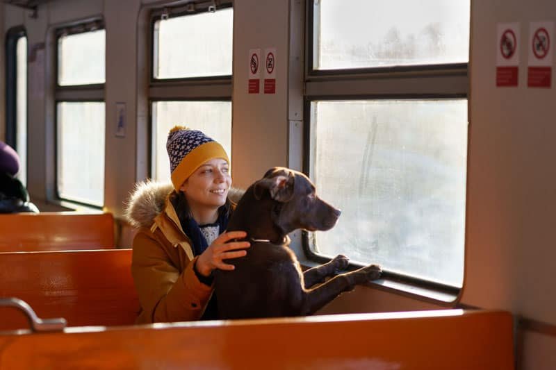 Traveling With Your Pet Dog by Train: Tips and Tricks