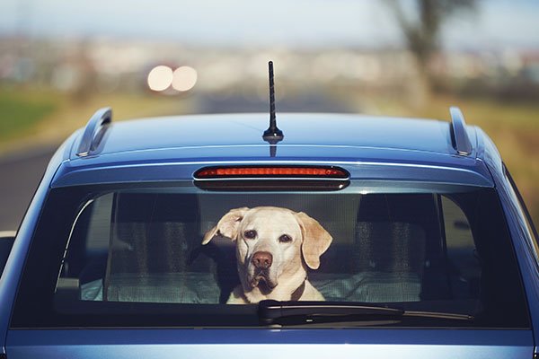 No More Doggie Dramas: How to Make Car Rides Enjoyable for Your Motion Sick Pup!