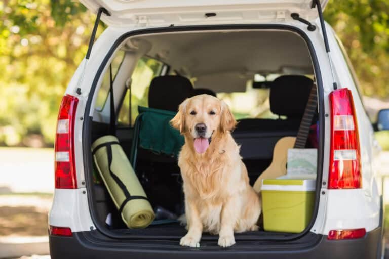 Road Trips and Tail Wags: Essential Travel Tips and Gear from Amazon